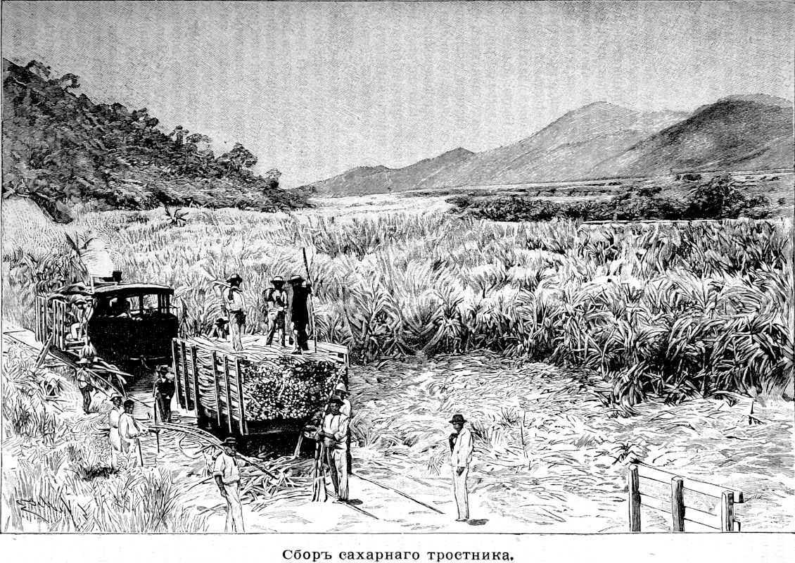 149 Сбор сахарного тростника